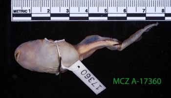Media type: image;   Herpetology A-17360 Description: Specimen photo;  Aspect: whole body ventral